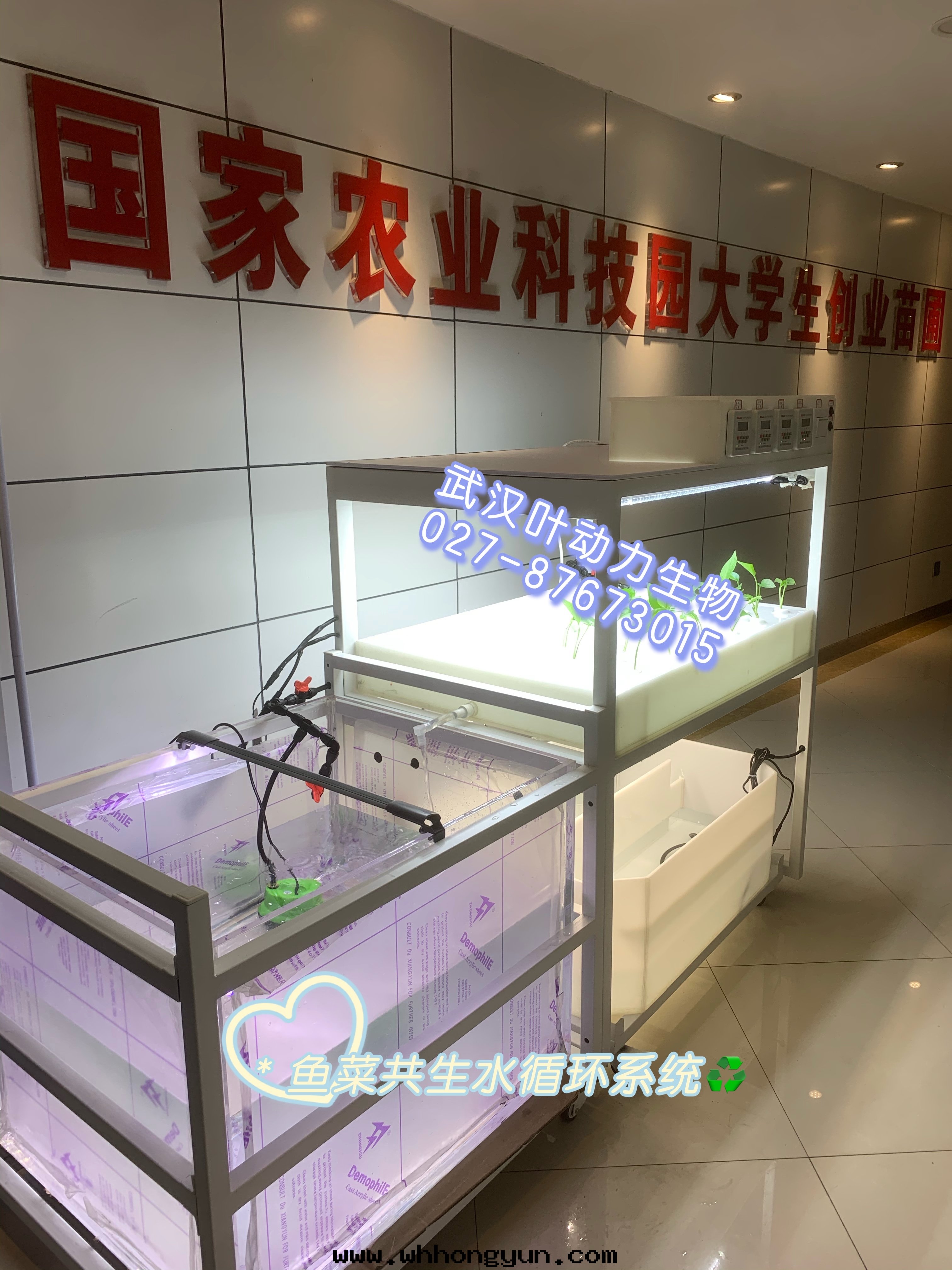 鱼菜共(gòng)生(shēng)