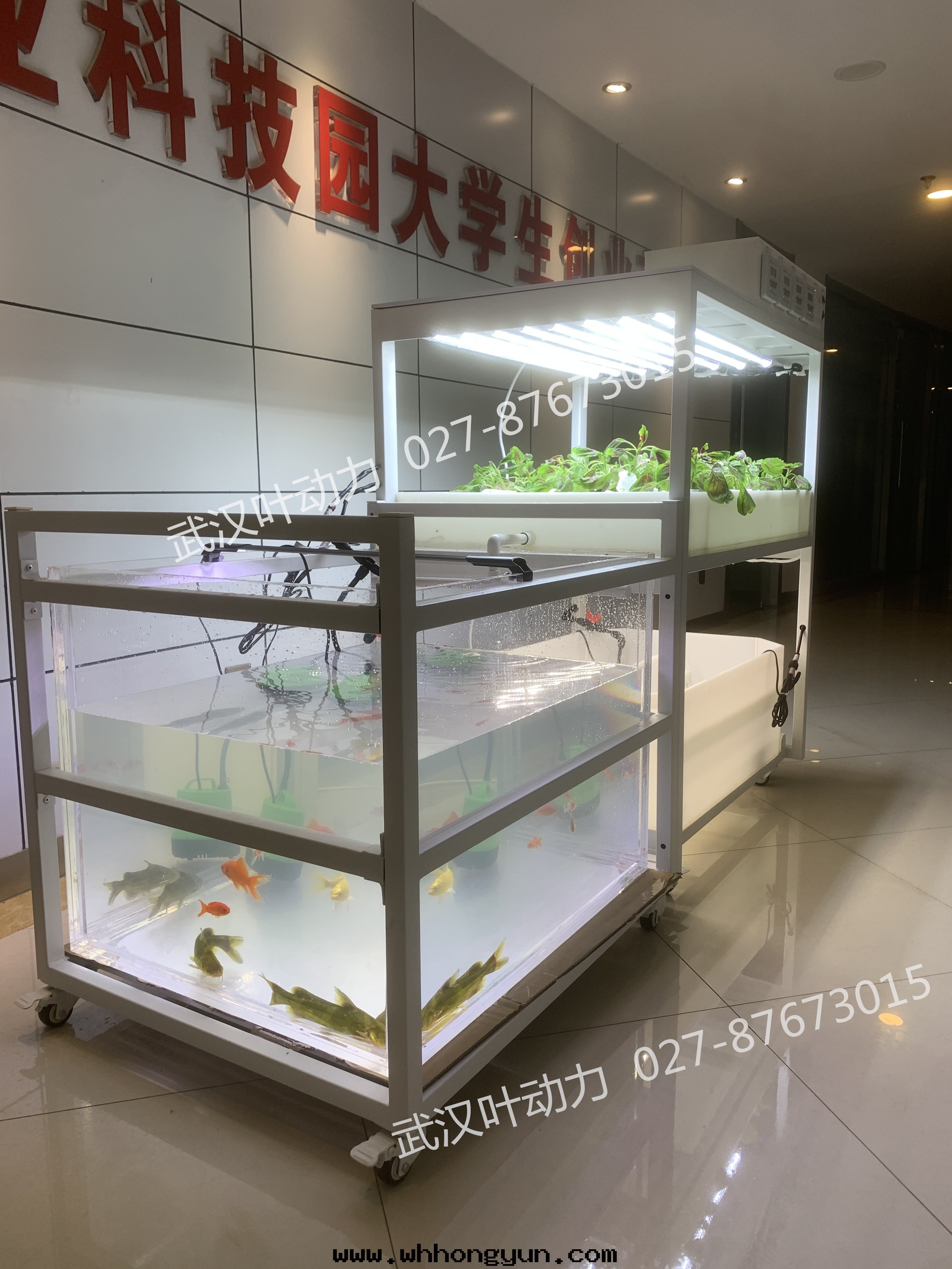 鱼菜共(gòng)生(shēng)