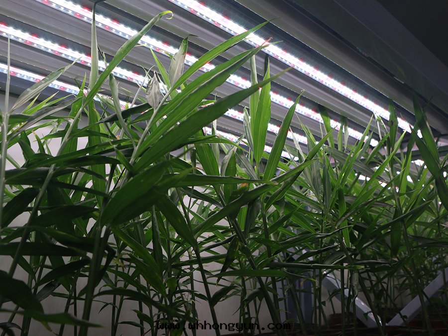 植物(wù)生(shēng)长(cháng)室(shì)